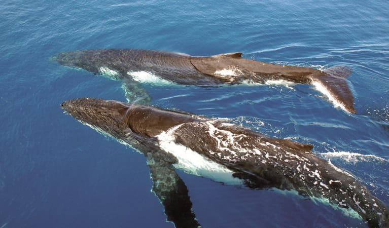 Aerial view of 2 humpback whales breaching at the ocean surface. Photo &copy; Oz Whale Watching 