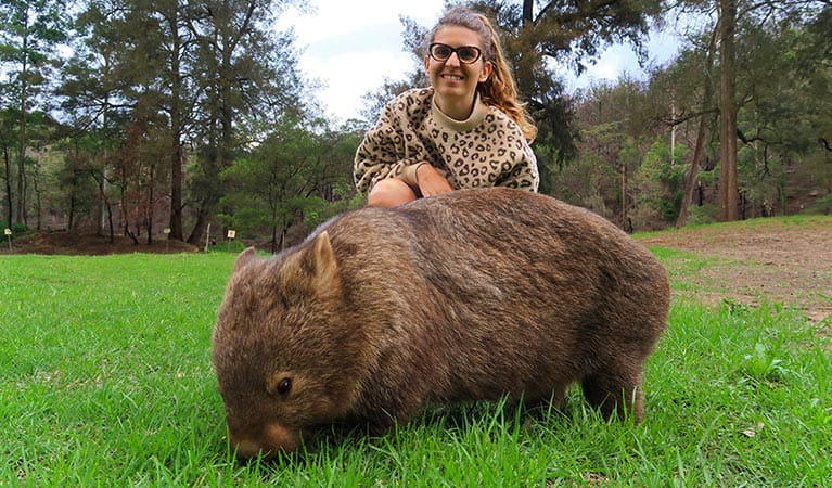 A wombat grazes on a grassy forest clearing in front of a smiling young woman. Photo credit: Dave Fraser &copy; Perfect Day Sydney