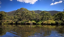 A person fly fishing in Kosciuszko National Park. Photo: Elinor Sheargold/DPIE