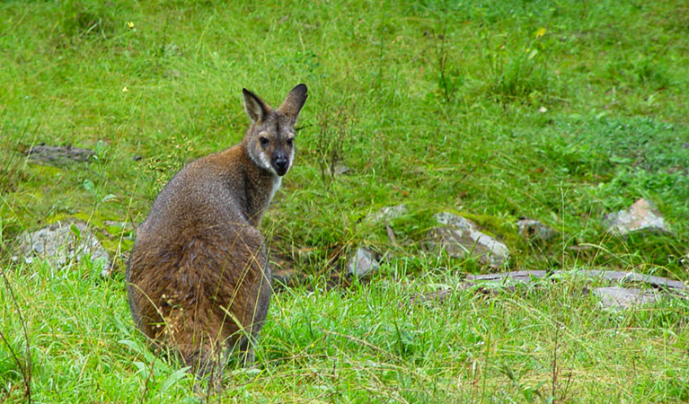 Kangaroo on an open grassy clearing. Photo credit: Tim Tranter &copy; Tread Lightly Eco Tours