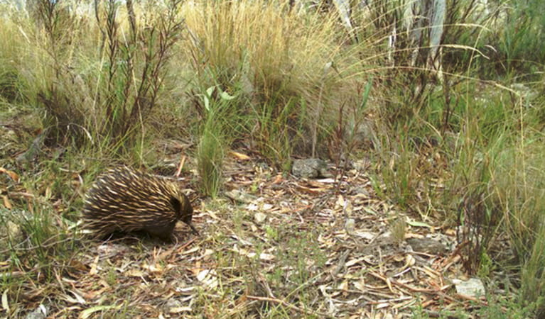 A short beaked echidna (Tachyglossus aculeatus) foraging amongst native grasses. Photo credit: WildCount &copy; DPIE