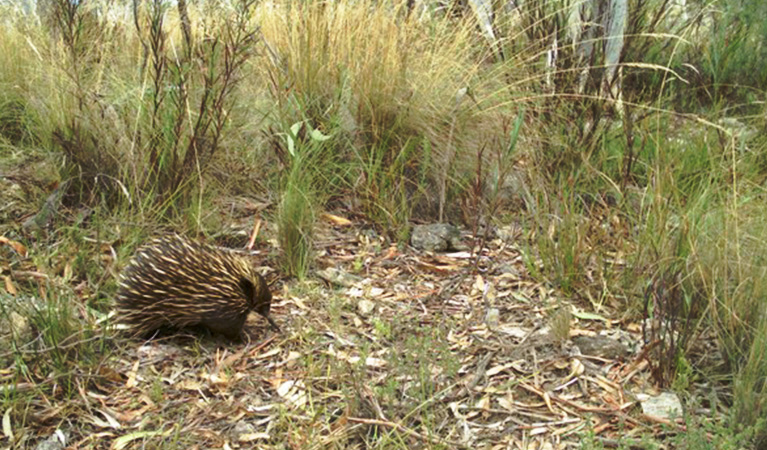 A short beaked echidna (Tachyglossus aculeatus) foraging amongst native grasses. Photo credit: WildCount © DPIE