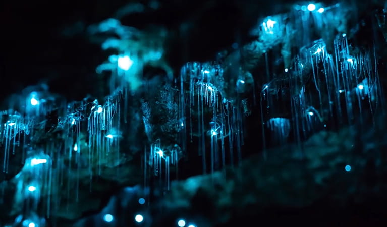 View of soft blue light from dozens of glow worms at night. Photo &copy; Antoine Khawaja