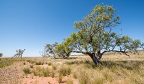 Paroo-Darling National Park. Photo: John Spencer