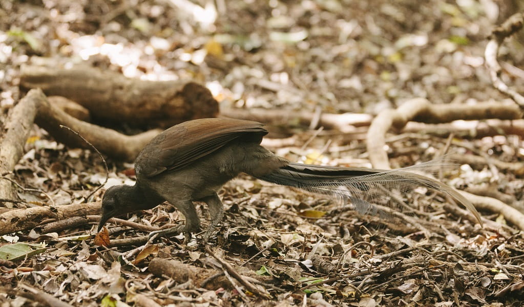 Superb lyrebird, Minnamurra Rainforest, Budderoo National Park. Photo: David Finnegan &copy; DPE