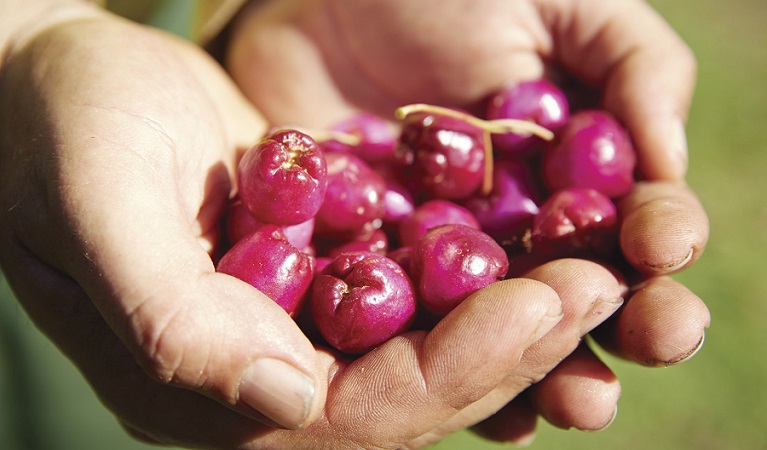 Lilly pilly, riberry. Photo: N Cubbin/OEH