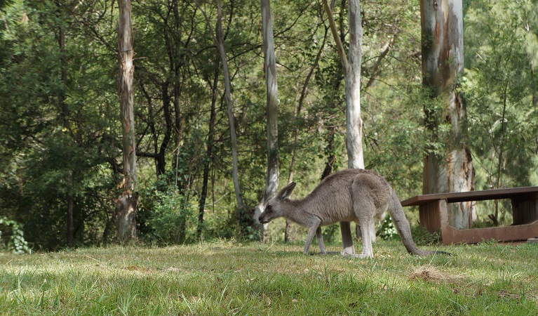 Eastern grey kangaroo, Euroka campground, Blue Mountains National Park. Photo: Stephen Alton © DPIE