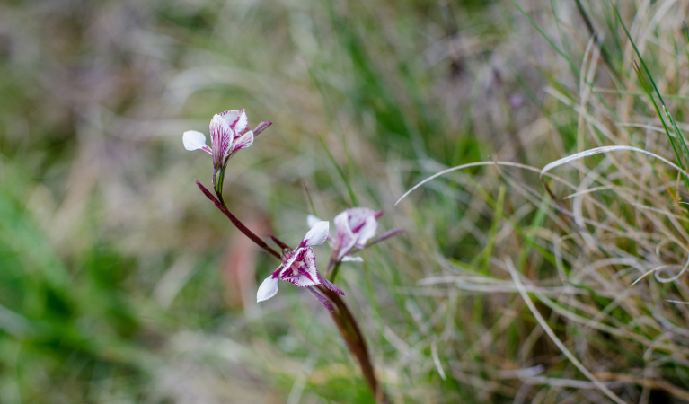 Wildflower in Barrington Tops National Park. Photo: John Spencer/DPIE