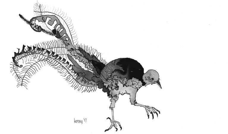 Black and white ink drawing of a lyrebird by Amy Kersey, Ku-ring-gai Chase National Park. Artwork: Amy Kersey/the artist