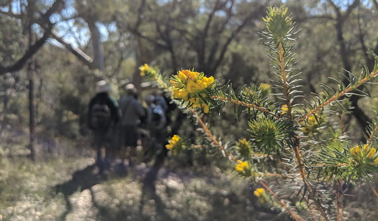 Yellow flowers with walkers in the background, Muogamarra Nature Reserve. Photo: Theresa Willsteed/OEH