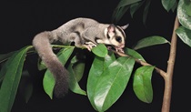 Sugar glider resting on a branch. Photo: Pavel German © DPE