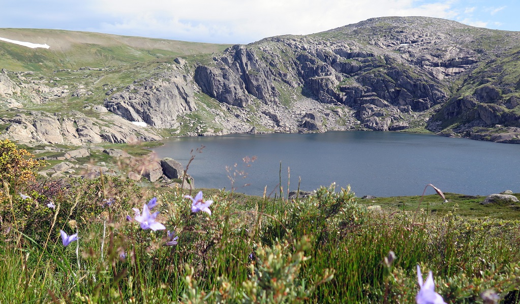 Wildflowers in bloom on the banks of Blue Lake in Kosciuszko National Park. Photo: Elinor Sheargold © DPE