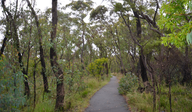 A path through the middle of bush land regenerating after fire in Blue Mountains National Park. Photo: Barbara Barkhausen