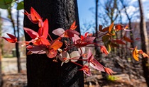 Mountain gum, Blue Mountains bushfire recovery tour. Photo: Adam Klumper/DPIE