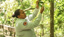 An Indigenous education ranger shares her local cultural knowledge of the rainforest. Photo: Karina Davila-Otoya &copy;DPIE