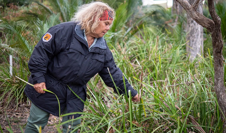 A local NPWS Aboriginal guide on a bushtucker tour, Bournda National Park. Photo: Jessica Bray &copy; DPE