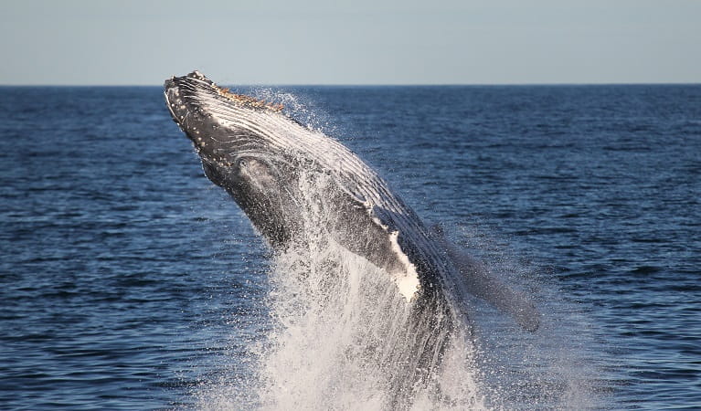 Whale breaching, Glenrock State Conservation Area. Photo: Jonas Liebschner &copy; DPE