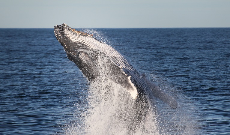 Whale breaching, Glenrock State Conservation Area. Photo: Jonas Liebschner © DPE