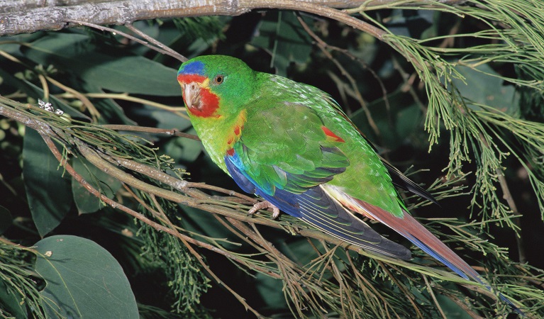 Swift parrot perched on a tree branch. Photo: Dave Watts