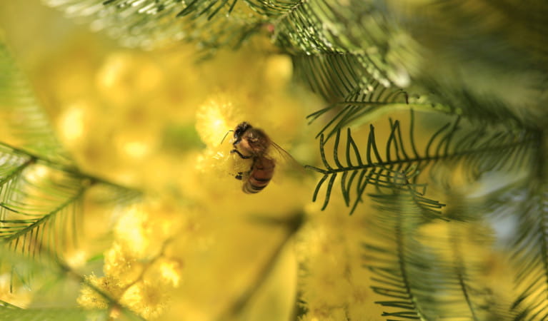A yellow and black bee sitting on a yellow wattle plant with green wattle leaves in background. Photo: Rosie Nicolai