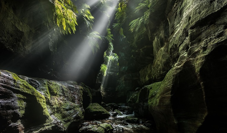 Claustral Canyon, Blue Mountains National Park. Photo: Michael Breer.