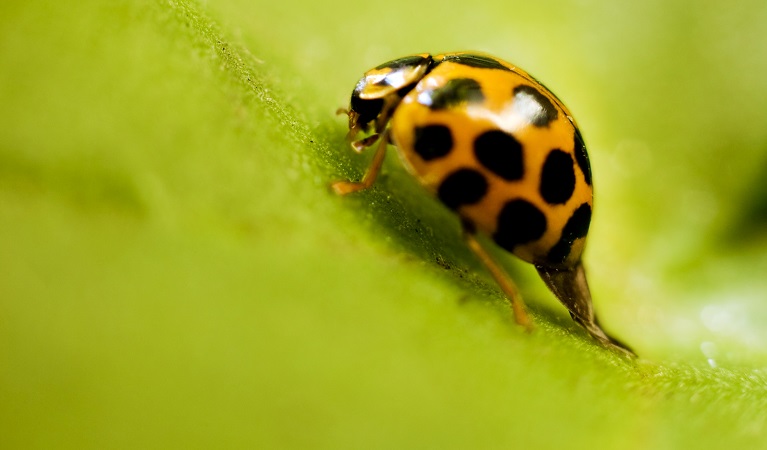 Lady bug. Photo: Rosie Nicolai/OEH