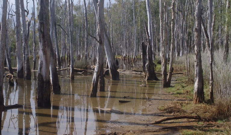 Drowned forest, Colongra Swamp Nature Reserve. Photo: Barry Collier &copy; Barry Collier