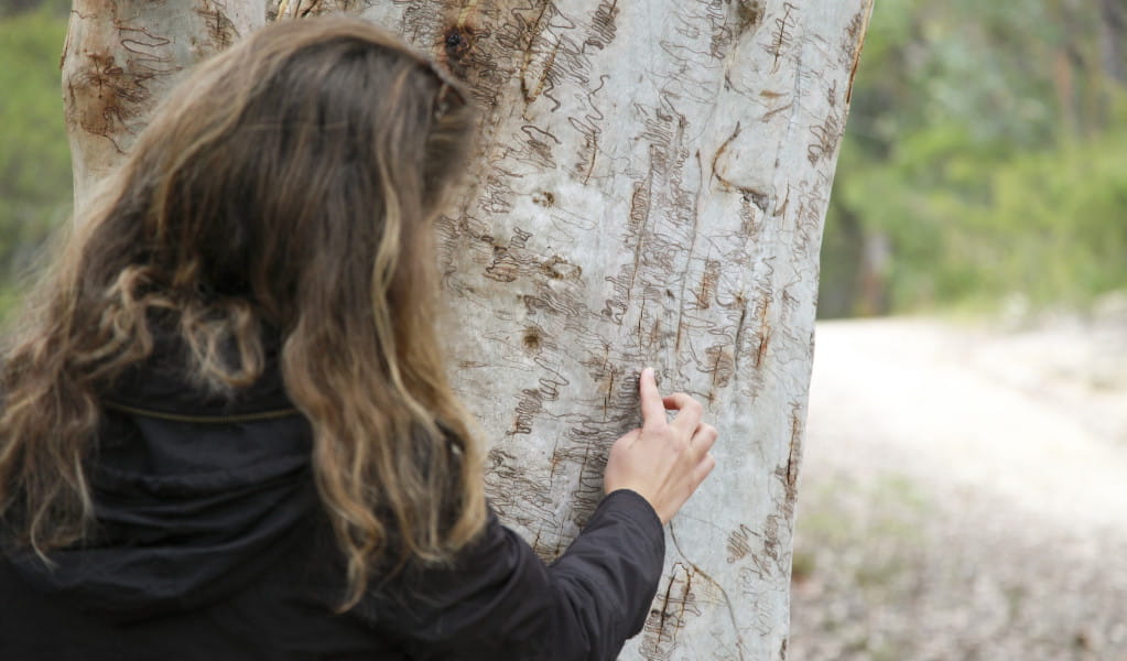 Girl traces squiggly gum with finger in Royal National Park. Photo: Andrew Richards &copy; DPE