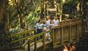 Family walking over a footbridge in the forest on a tour of Copeland Tops with a ranger. Photo credit and copyright: Destination NSW