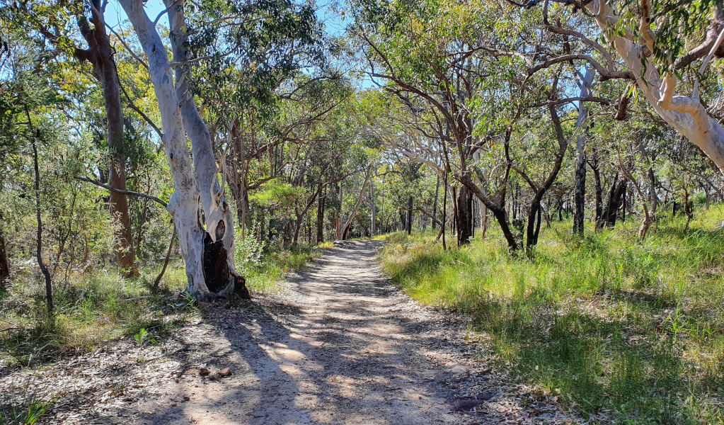 Eucalypts in Ku-ring-gai Chase National Park. Photo: Luke McSweeny &copy; DPE