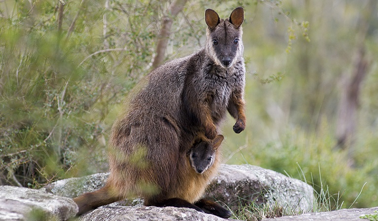 Brush-tailed rock wallaby with joey. Photo: Michael Van Ewijk/DPIE