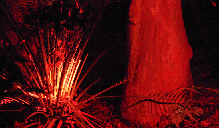 Forest at night. Murramurang National Park. Photo: D Duffy / OEH