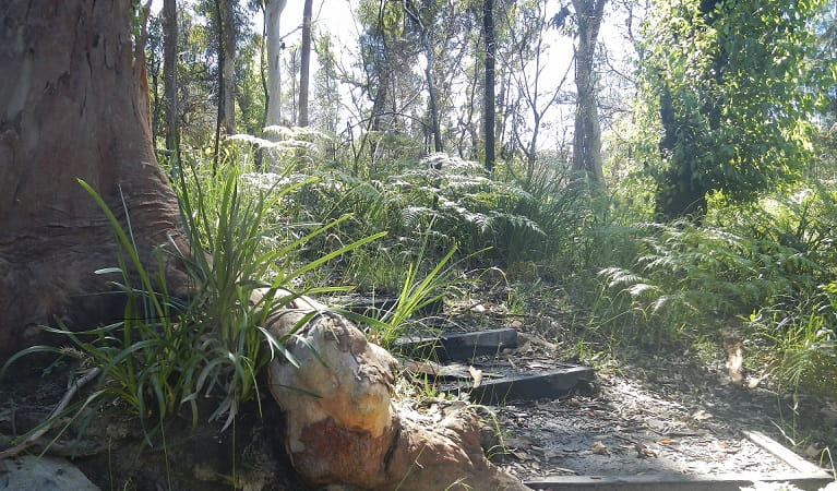 Steps up a bush track along the Great North walk, Lane Cove National Park. Photo: Debby McGerty &copy; DPE