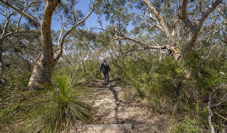Walker on a track through bushland in Garigal National Park. Photo: John Spencer/OEH