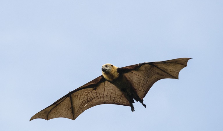 A grey-headed flying-fox in flight. Photo: Shane Ruming/OEH
