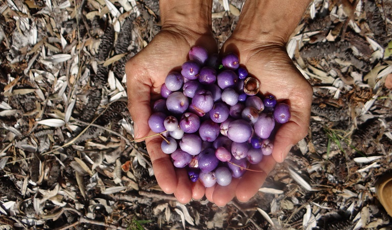 Aboriginal bush tucker, Gumaraa Aboriginal cultural tour - Killalea. Photo: Lee Middleton &copy; DPE