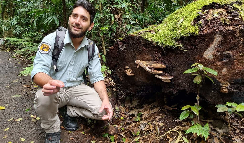 Ranger Matt crouching beside a log to show the fungi growing on it, Dorrigo National Park. Photo: Jane Grebert. &copy; DPE