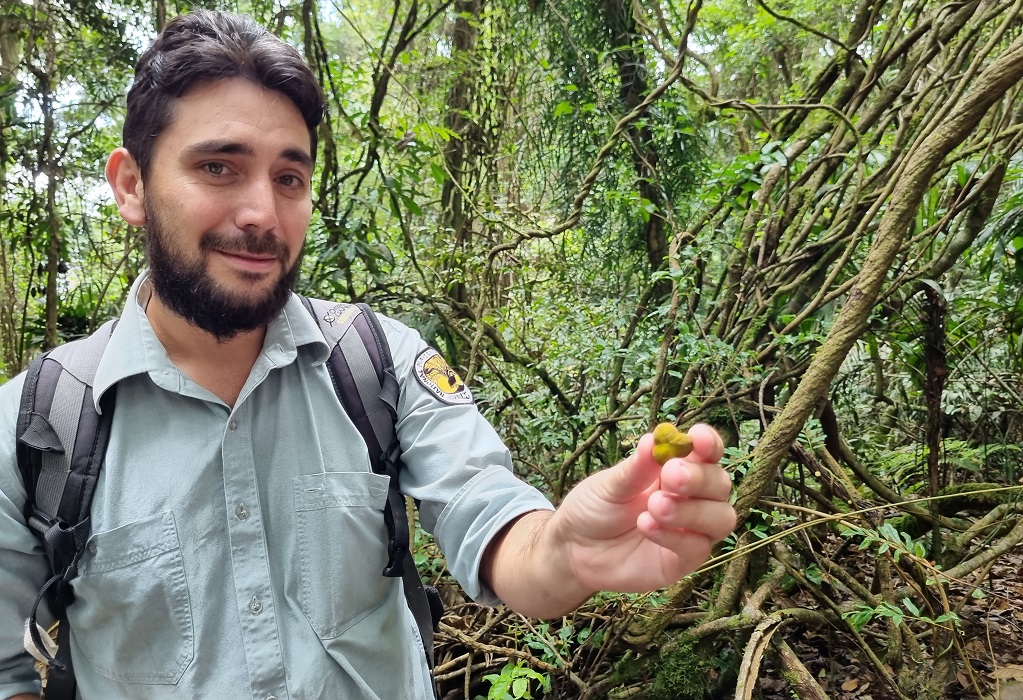 Ranger Matt holds out some native tamarind during the Gumbaynggirr culture rainforest tour in Dorrigo National Park. Photo: Jane Grebert &copy; DPE