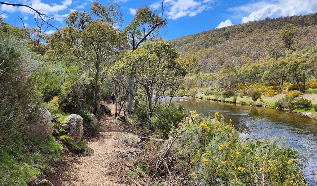 A person walks along a path by Thredbo River, Kosciuszko National Park. Credit: Alek Cahill/DCCEEW. &copy; DCCEEW