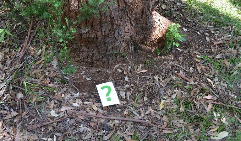 Leafy ground at the base of a tree with a small question mark sign. Photo: Julie Brown/OEH