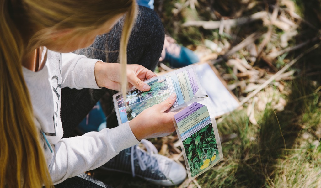 A junior ranger sorts through nature cards on an outdoor adventure, Kosciuzsko National Park. Credit: Remy Brand/DCCEEW &copy; DCCEEW