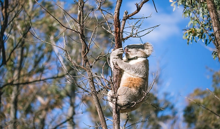 Koala clinging to tree branch, Copeland Tops State Conservation Area. Photo: Alex Pike © DPE