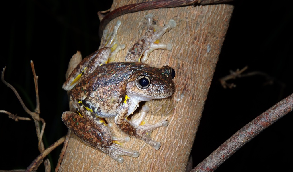 A Peron's tree frog on a branch at night. Photo: Matthew Mo/DCCEEW &copy; DCCEEW