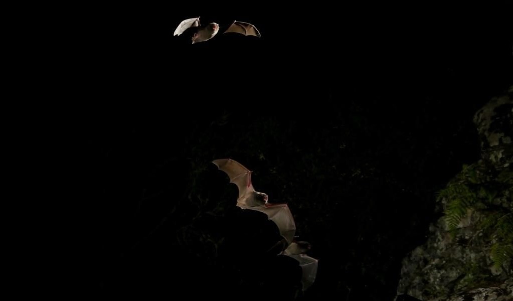 Large bent-winged bats at night. Photo: Doug Mills &copy; DCCEEW
