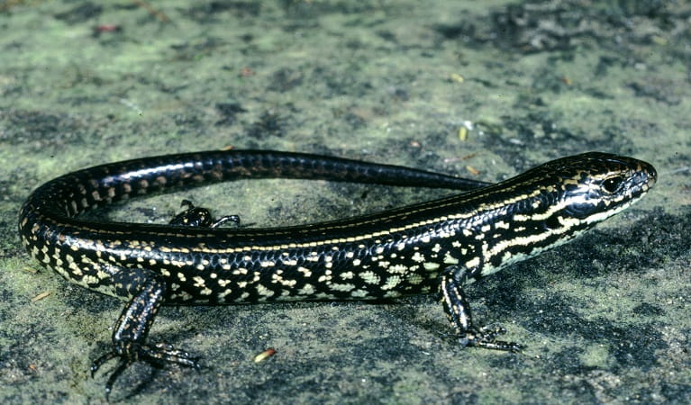 Blue Mountains water skink, Blue Mountains National Park. Photo: Geoff Swan &copy; DPIE