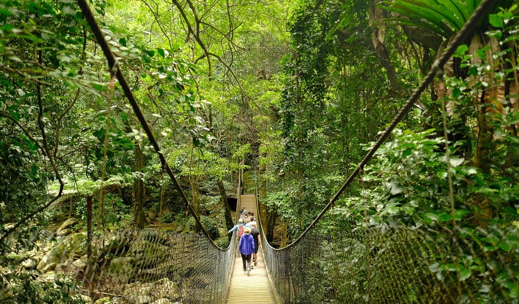 Visitors on the suspension bridge in Minnamurra Rainforest, Budderoo National Park. Photo: E Sheargold &copy; DPE