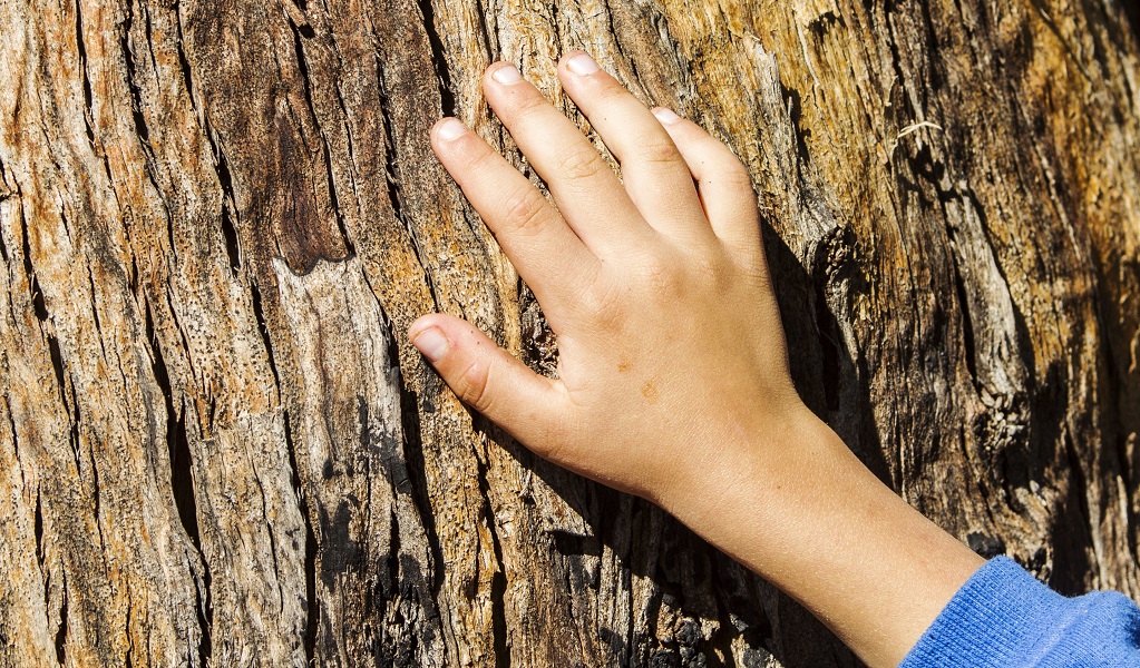 Child's hand touches a textured tree trunk. Photo: Simone Cottrell &copy; DPE