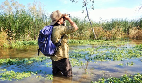 Person standing knee deep in Macquarie Marshes, looking up through binoculars to do some birdwatching. Photo: Nicola Brookhouse &copy; DPE