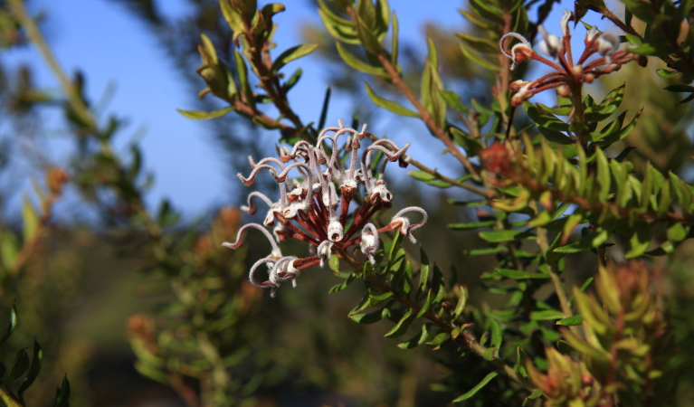 Grey spider flower. Photo: R Nicolai/DPIE