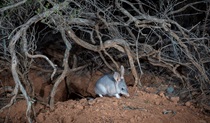 Young bilby at the entrance of its burrow. Credit: Brad Leue/Australian Wildlife Conservancy &copy; the photographer/AWC